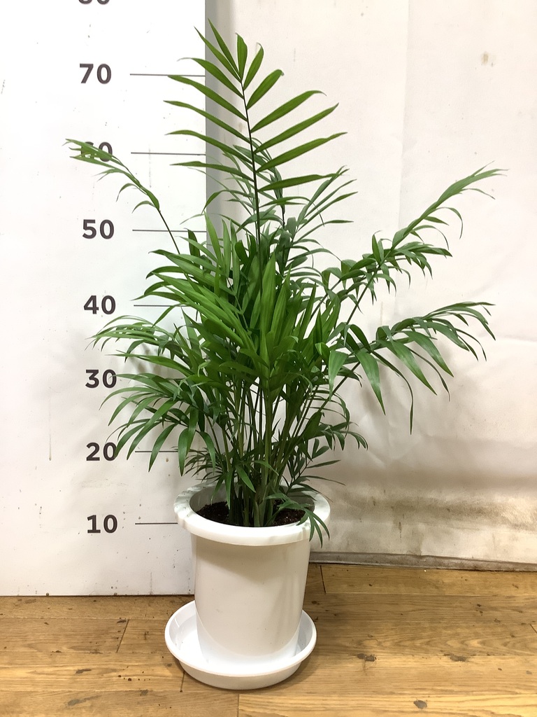 観葉植物 テーブルヤシ 6号 プラスチック鉢 | 観葉植物ならHitoHana