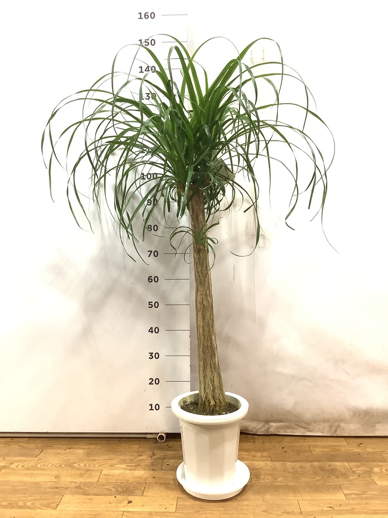 まんまる トックリラン 特大 ノリナ(トックリラン/ポニーテール) 3.5号