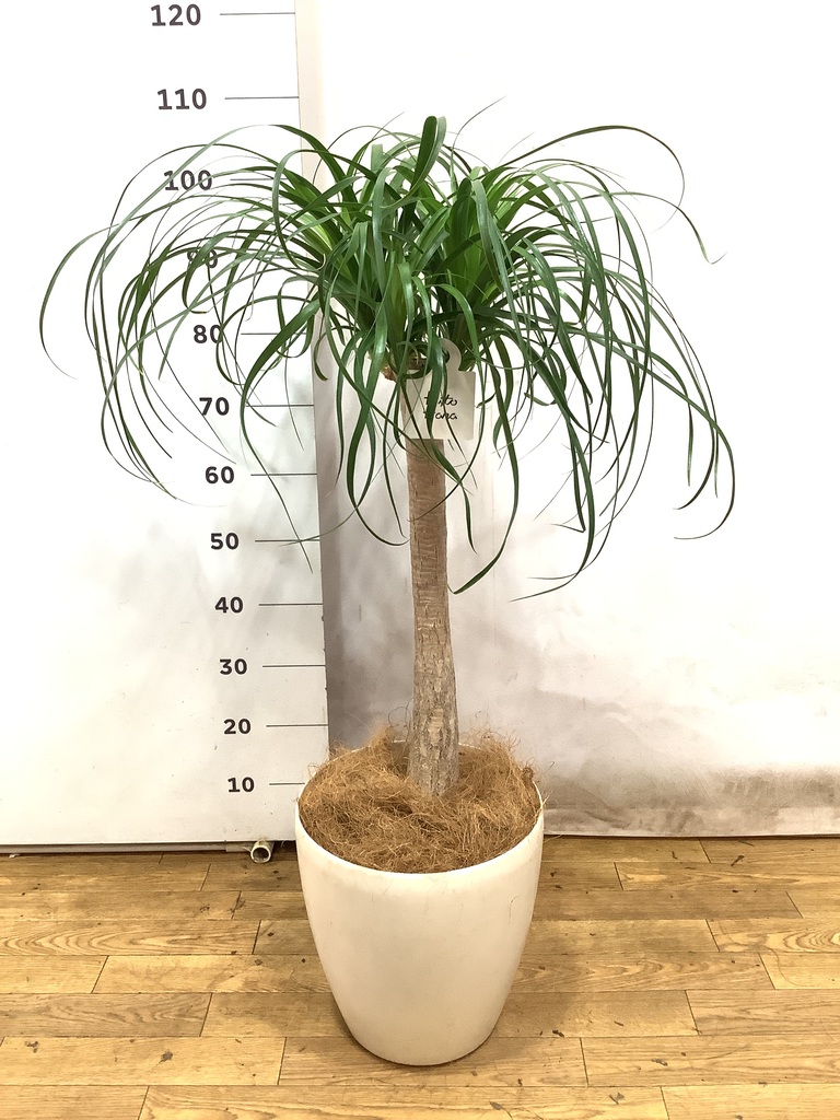 観葉植物 トックリラン ポニーテール 8号 バスク ミドル ホワイト 付き