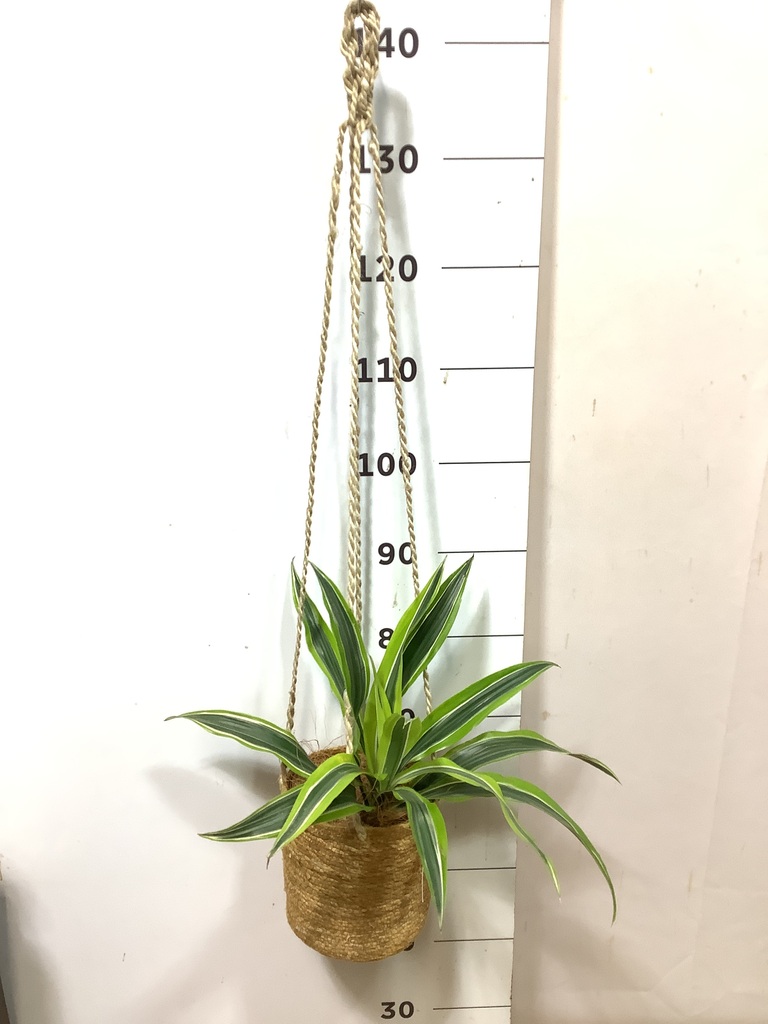 観葉植物 ドラセナ ワーネッキー レモンライム 4号 ホグラ草