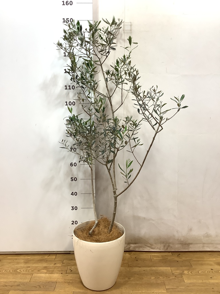 観葉植物 オリーブの木 8号 ルッカ ファイバーストーン カプリ