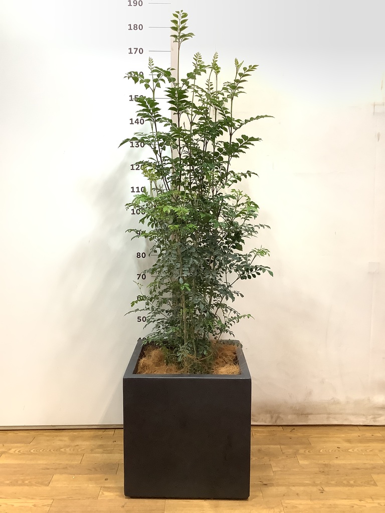 観葉植物 シマトネリコ 10号 ベータ キューブプランター 黒 付き