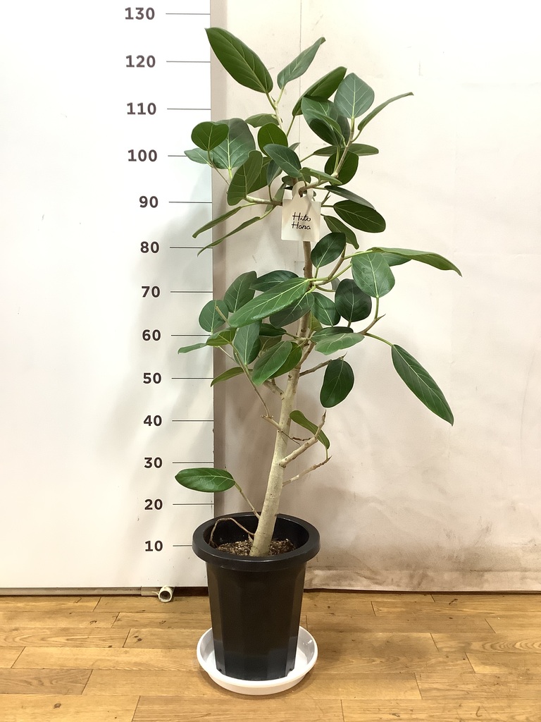フィカス ベンガレンシス ツインヘッド S字 8号 140cm 一点物】フィカス・ベンガレンシス 8号 高さ約140cm 沖縄の観葉