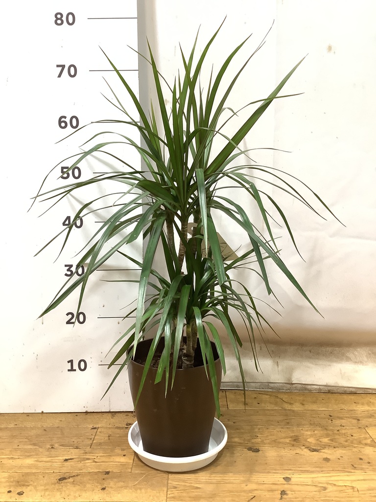 観葉植物 ドラセナ コンシンネ 6号 プラスチック鉢 | 観葉植物なら