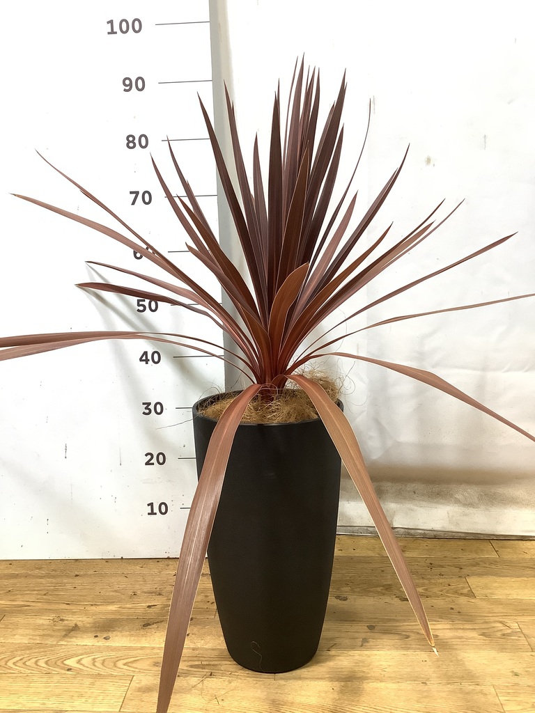 デジタルハリネズミ　レッド Amazon.co.jp: デジタルハリネズミ2++ Digital Harinezumi2++