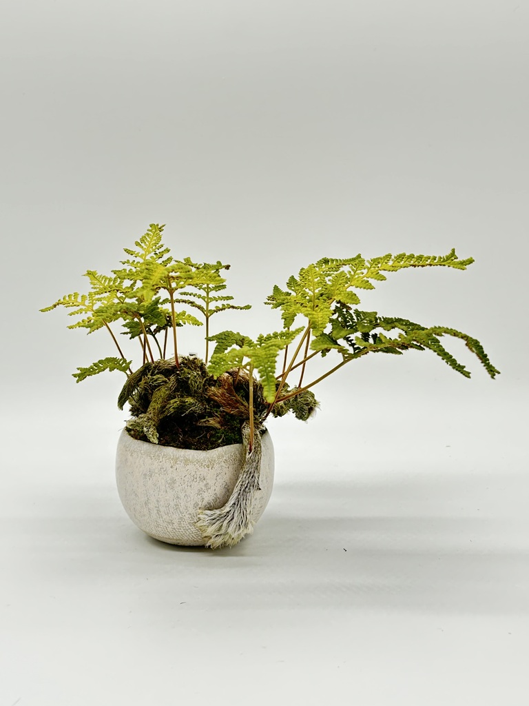 産地直送 猫の手シダ Lサイズ 鉢色 白結晶／山形 石木花からお届け