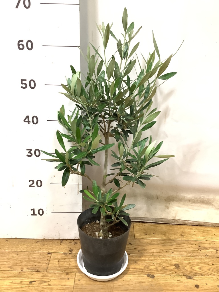 観葉植物 オリーブの木 5号 プラスチック鉢 | 観葉植物ならHitoHana 観葉植物 オリーブの木 5号 プラスチック鉢 | 観葉植物ならHitoHana