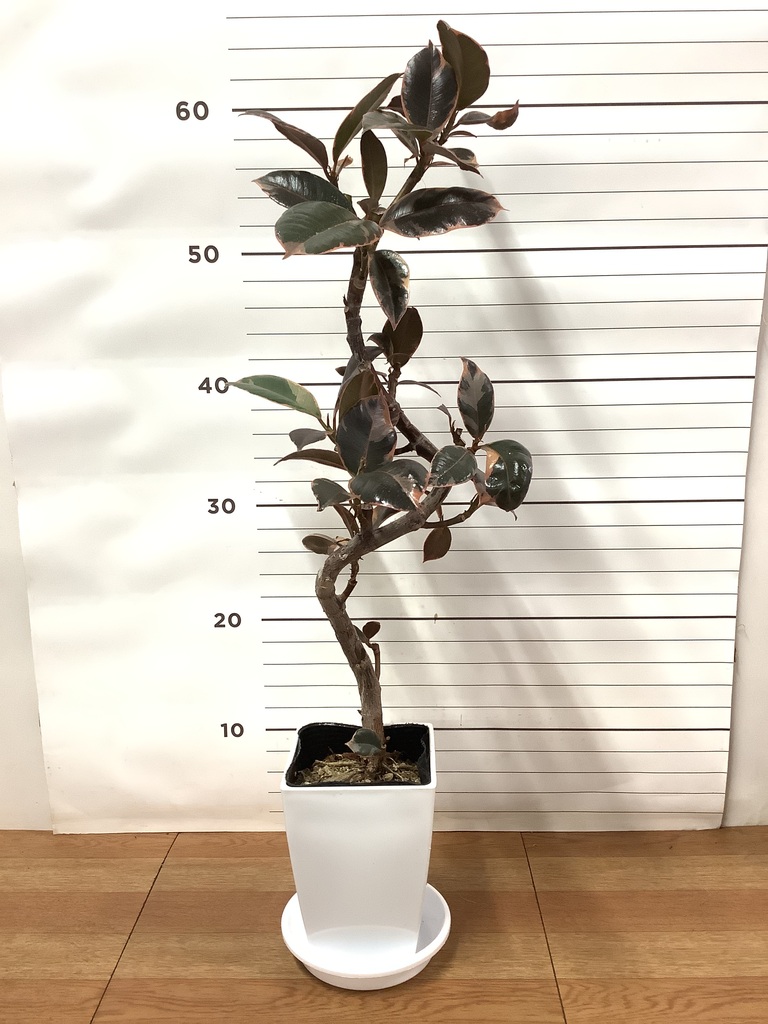 観葉植物 フィカス ルビー 4号 曲り プラスチック鉢 | 観葉植物なら