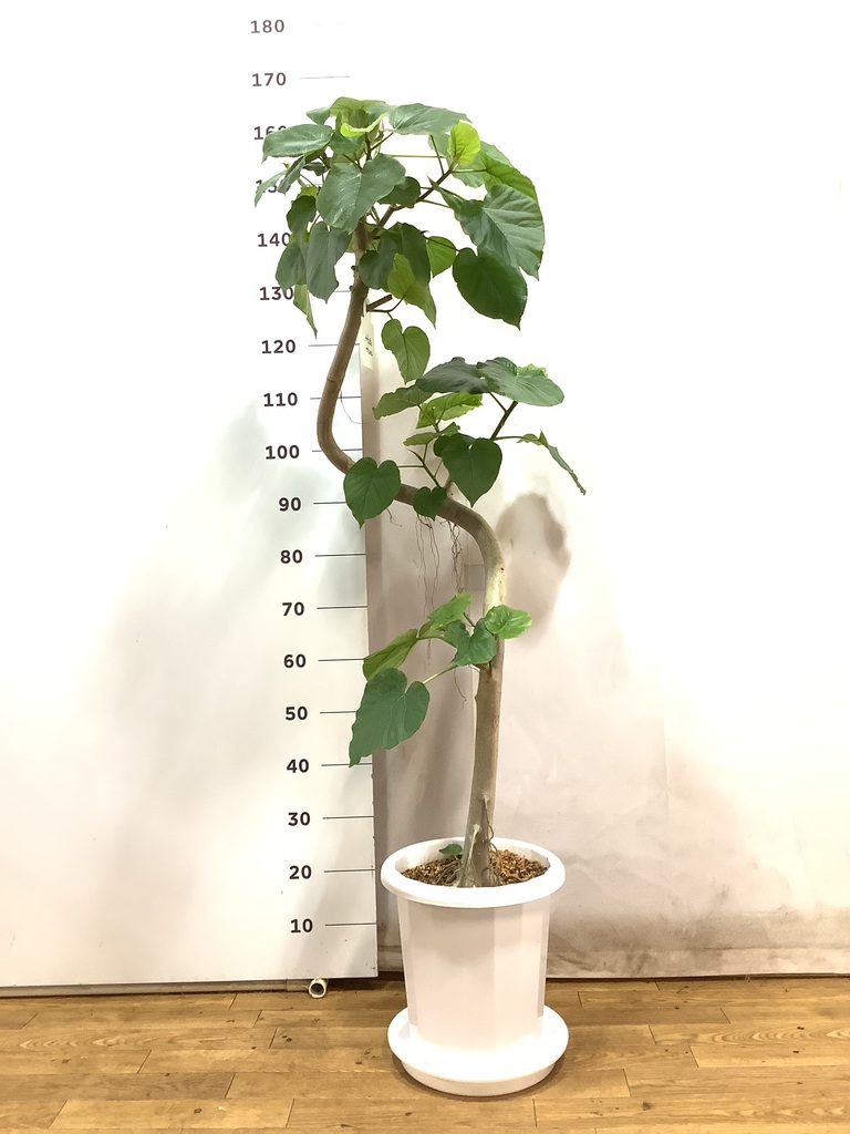 観葉植物 フィカス ウンベラータ 10号 曲がり プラスチック鉢