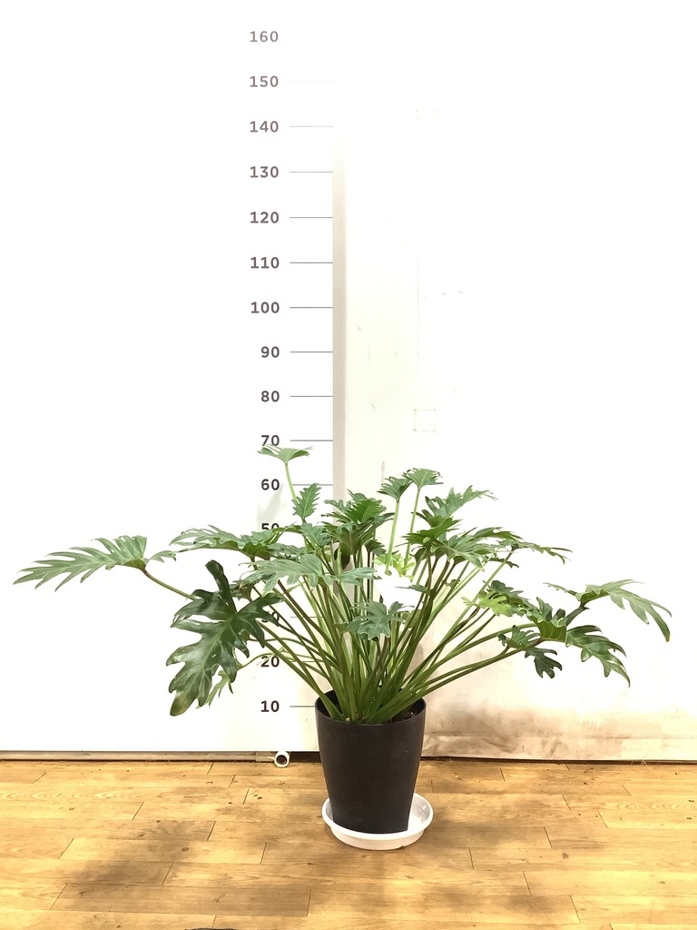 観葉植物 フィロデンドロン 7号 オージー（クッカバラ