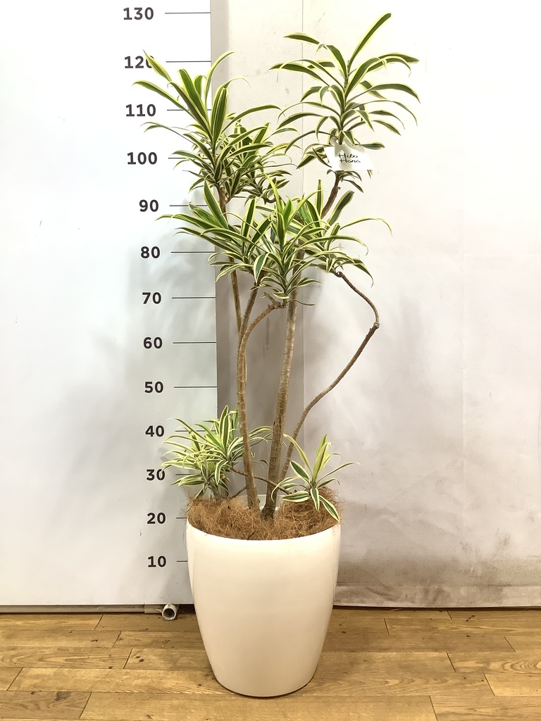その他観葉植物 user_1242a77b 観葉植物 ドラセナ コンパクター 6号 アルトポット カプチーノM