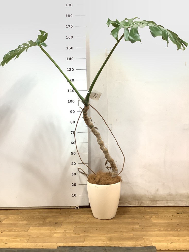 観葉植物 モンステラ 8号 根あがり ラスターポット 付き | 観葉植物