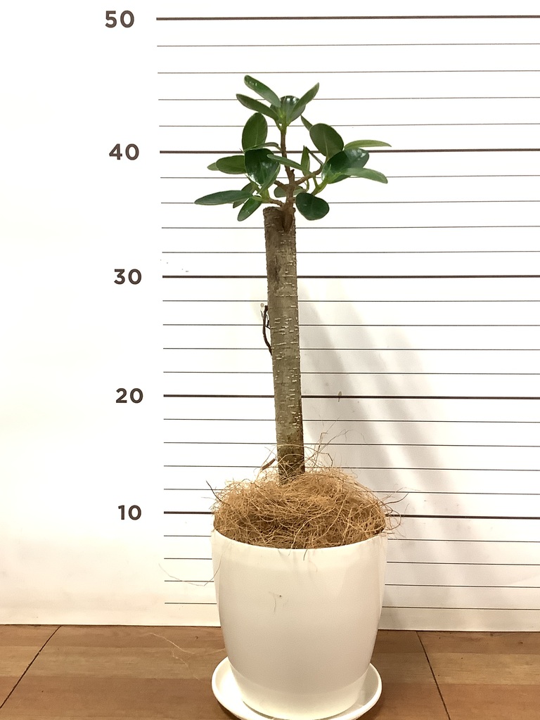 観葉植物 ガジュマル 4号 パンダ 朴仕立て レーニ 14 イエロー