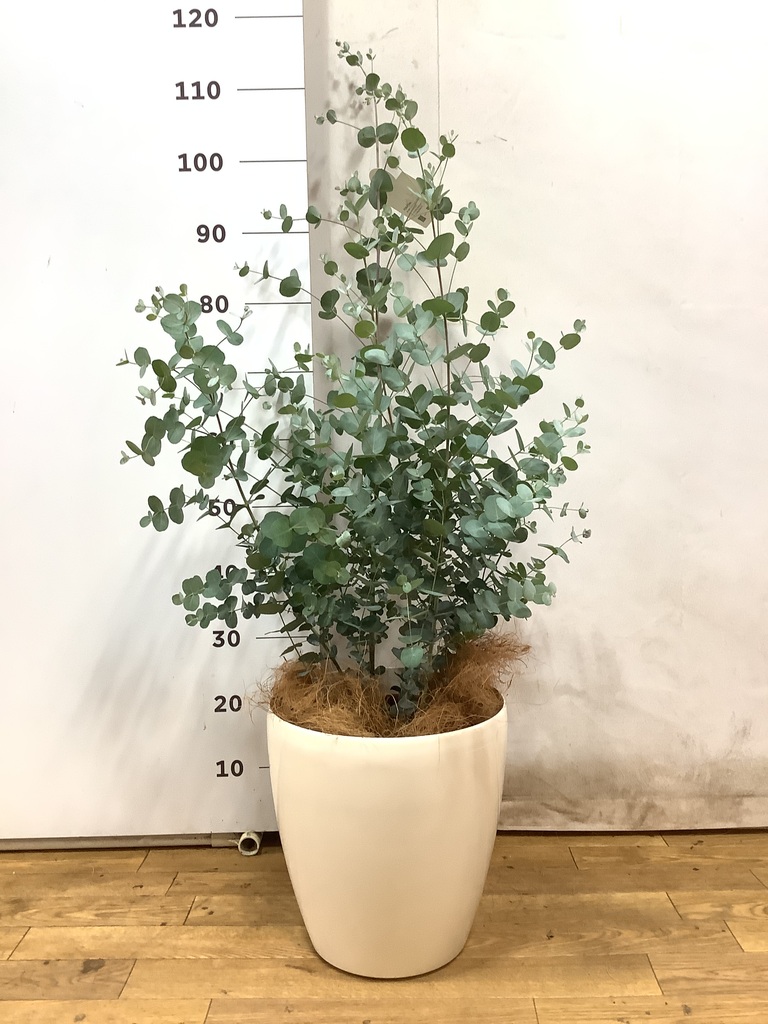 観葉植物 ユーカリ 8号 グニー シグマ 角柱プランター グレー
