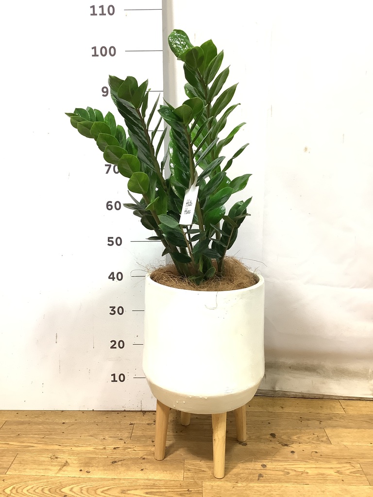 観葉植物 ザミオクルカス 6号 プラスチック鉢 | 観葉植物ならHitoHana