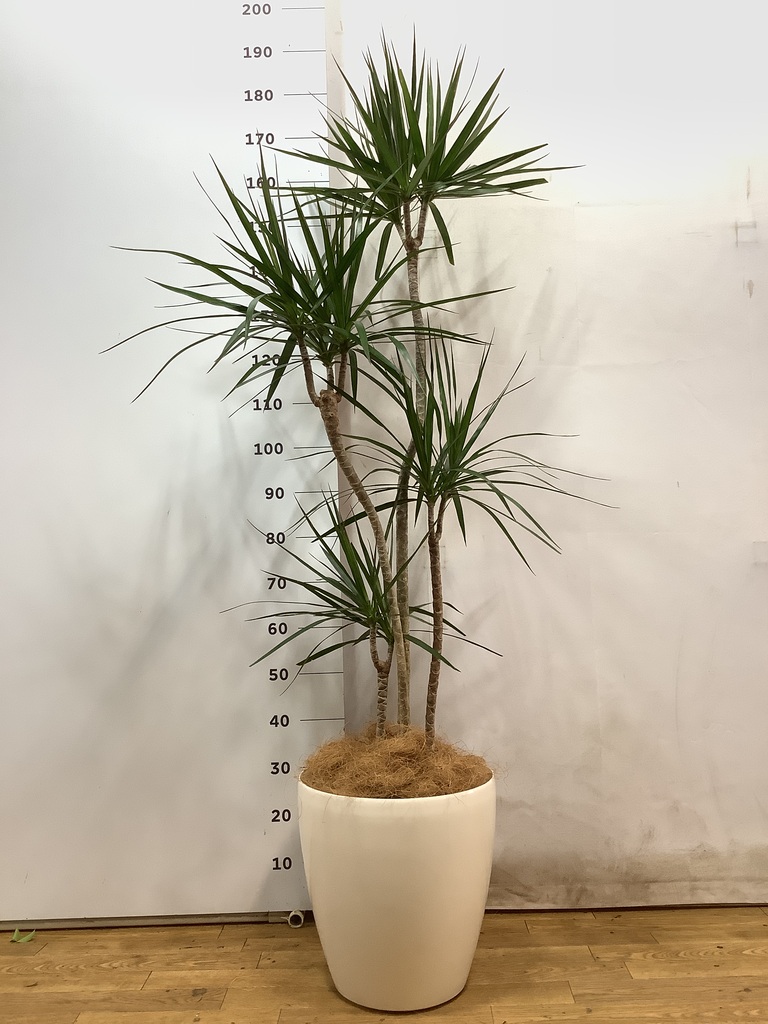 観葉植物 ドラセナ コンシンネ 10号 寄せ エコストーンwhite 付き