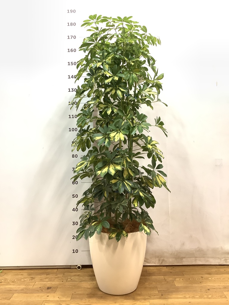 観葉植物 シェフレラ(カポック) 10号 斑入り ラスターポット 付き 観葉植物 シェフレラ(カポック) 10号 斑入り ラスターポット 付き
