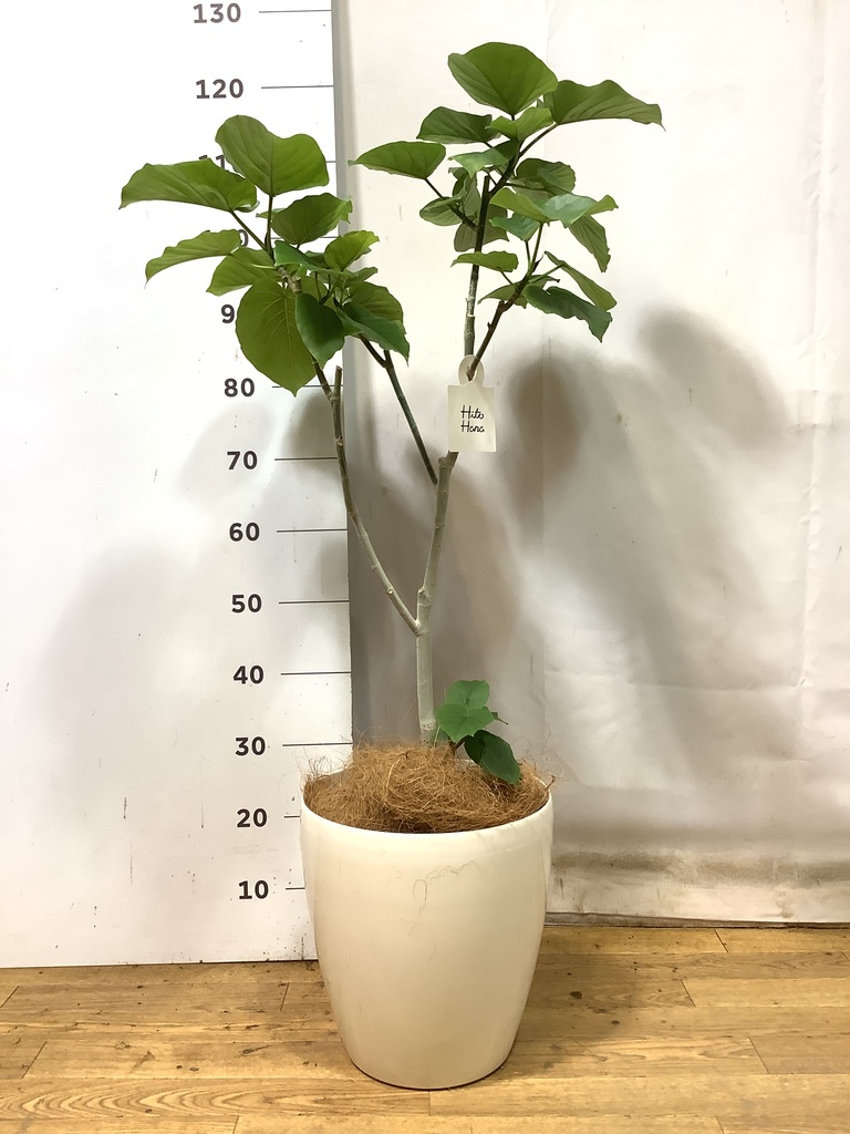 観葉植物 フィカス ウンベラータ 8号 ノーマル ラスターポット 付き