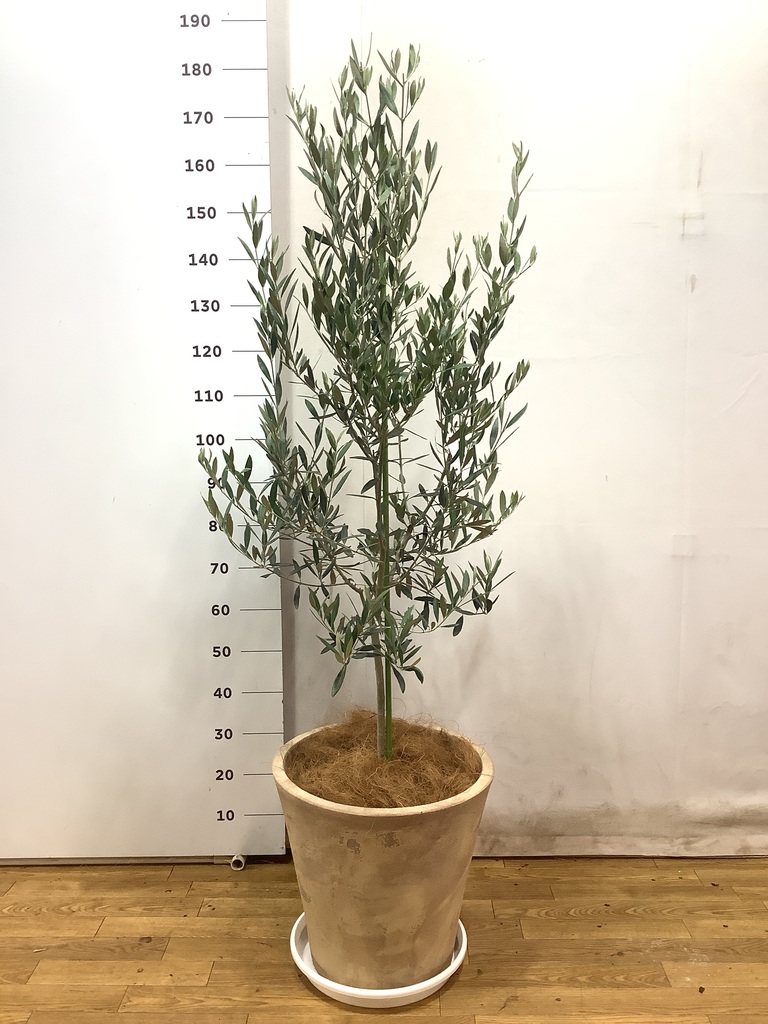 観葉植物 オリーブの木 10号 ピクアル プラスチック鉢 / 小倉園