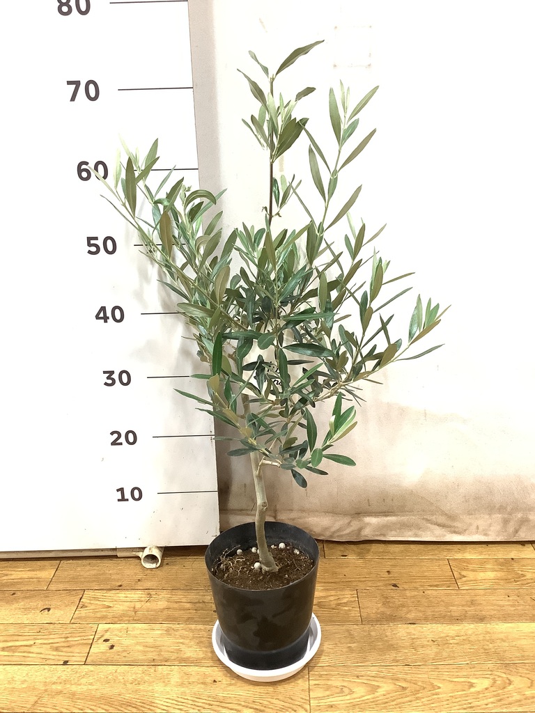 観葉植物 オリーブの木 5号 プラスチック鉢 | 観葉植物ならHitoHana