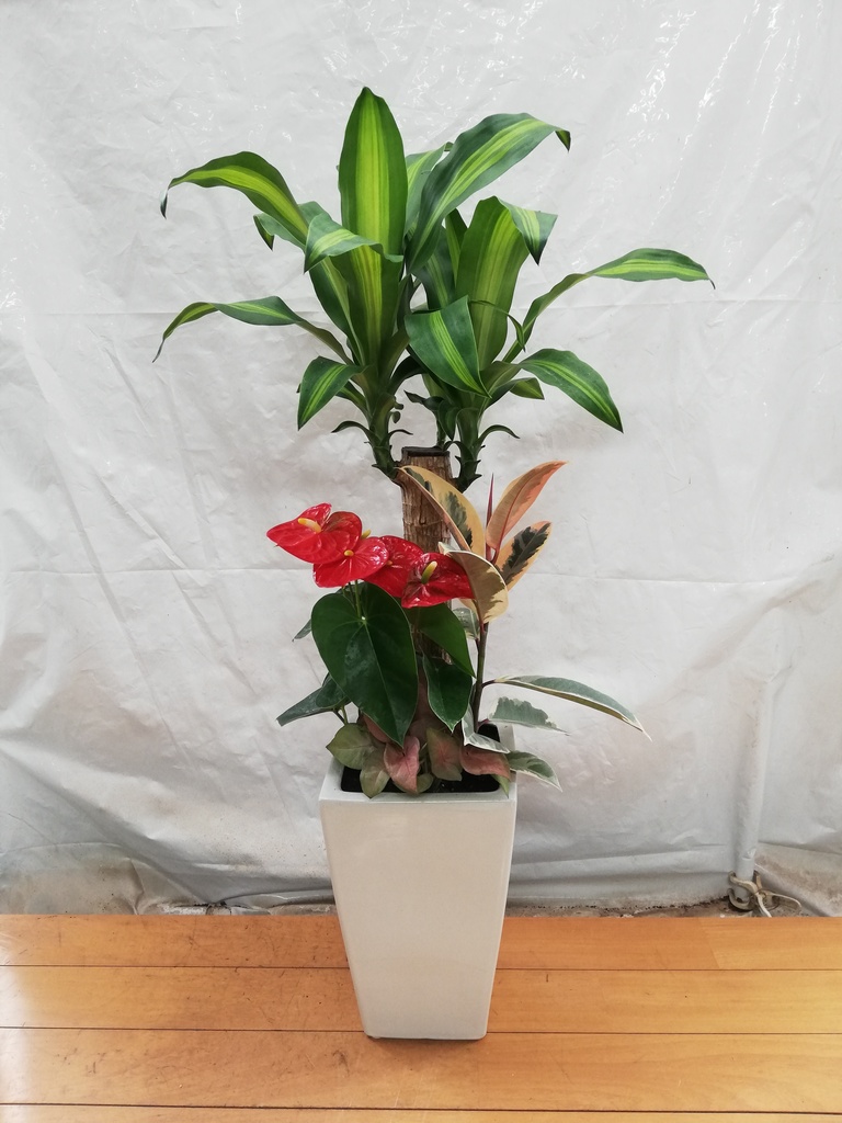 観葉植物 ドラセナ 幸福の木 7号 寄せ植え 角陶器 | 観葉植物なら