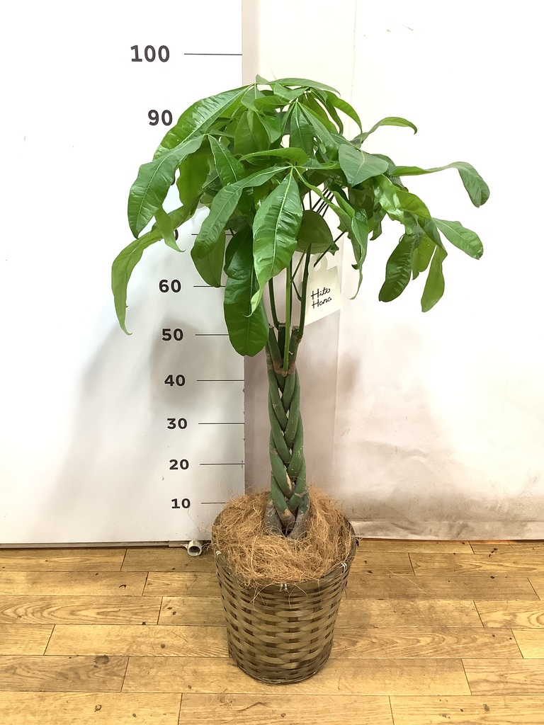 観葉植物 パキラ 7号 ねじり 竹バスケット VK-07付き | 観葉植物なら