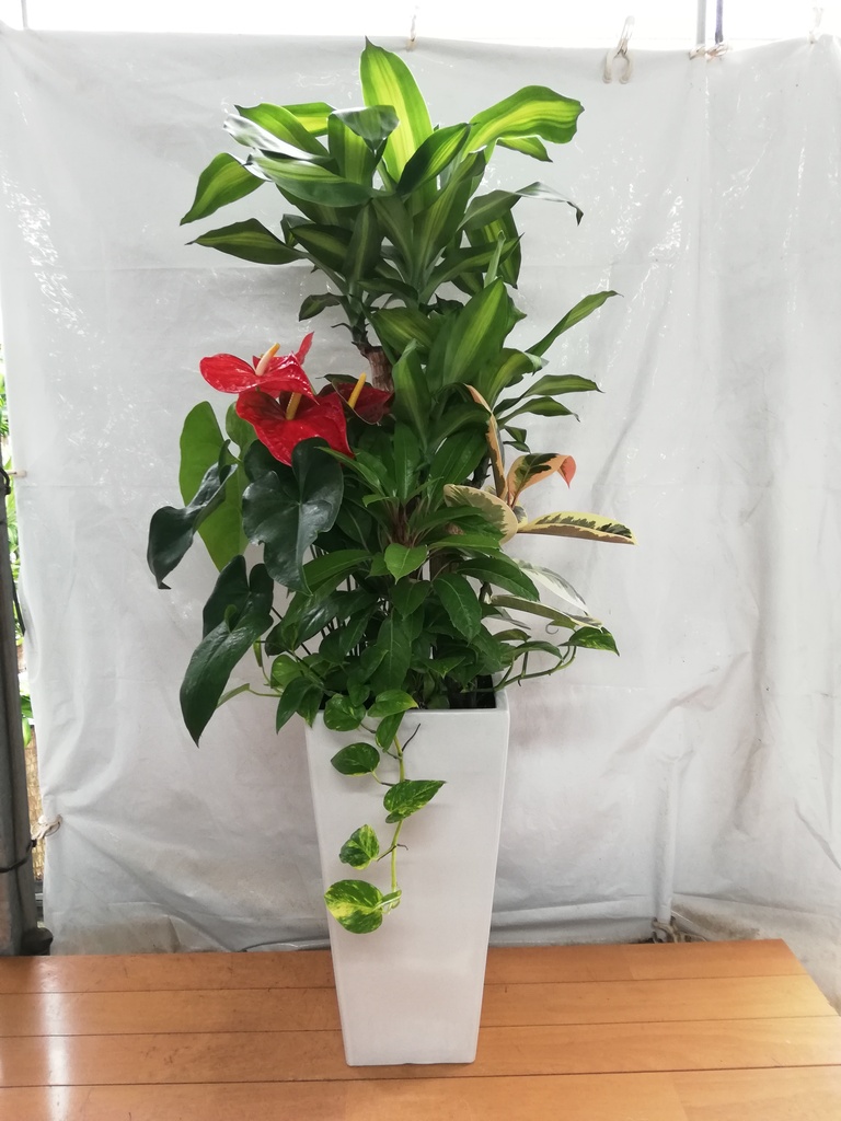 観葉植物 ドラセナ 幸福の木 10号 寄せ植え 角高陶器 | 観葉植物