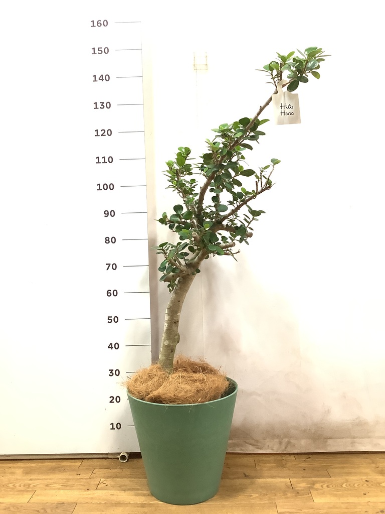 観葉植物 ガジュマル 8号 パンダ インティ シリンダー 付き