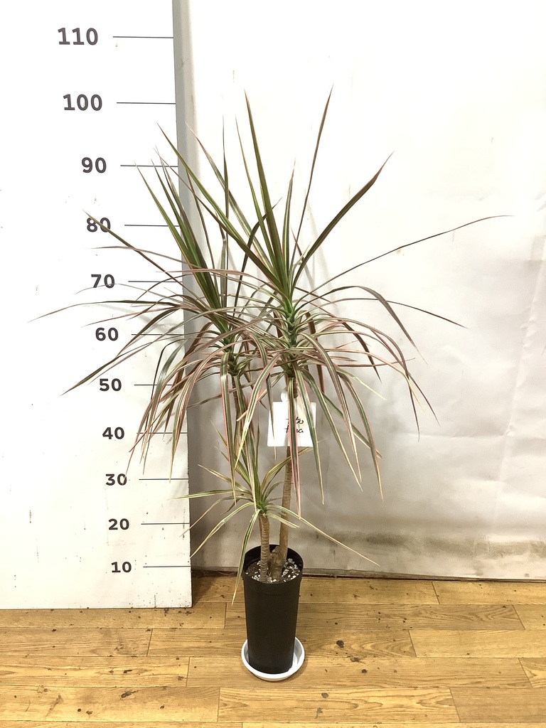観葉植物 ドラセナ コンシンネ【180cm】 9号 トリカラー 曲り（龍