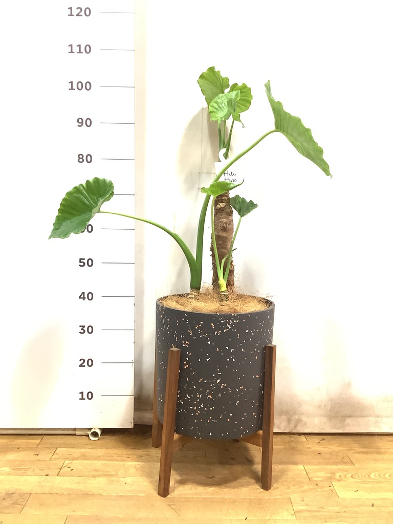 観葉植物 アロカシア 8号 オドラ（クワズイモ） 竹バスケット 付き