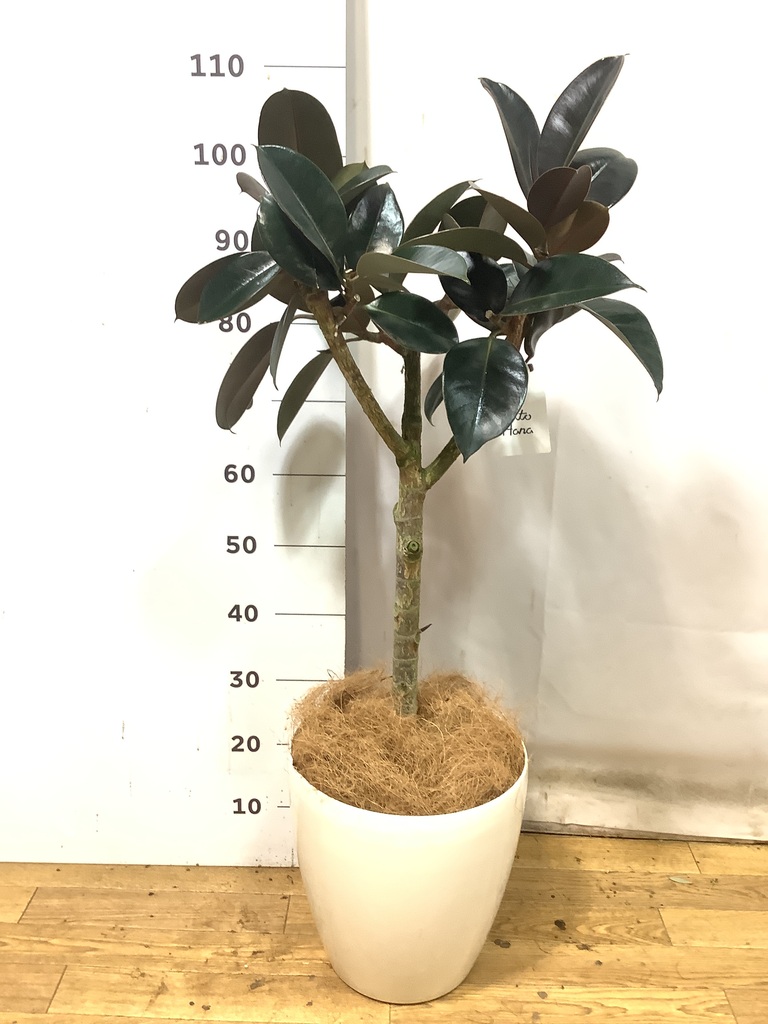 観葉植物 フィカス バーガンディ 8号 ノーマル プラスチック鉢 | 観葉