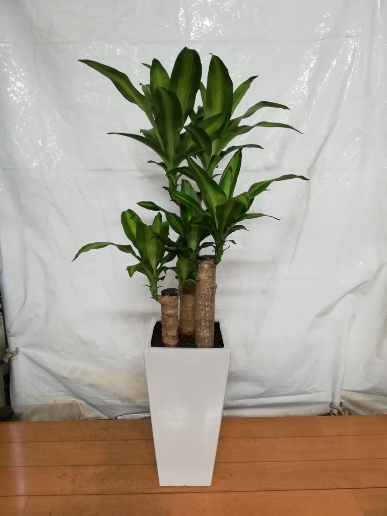 観葉植物 ドラセナ 幸福の木 7号 ノーマル 角高陶器 | 観葉植物
