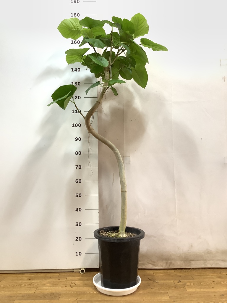 観葉植物 フィカス ウンベラータ 10号 曲がり プラスチック鉢 | 観葉