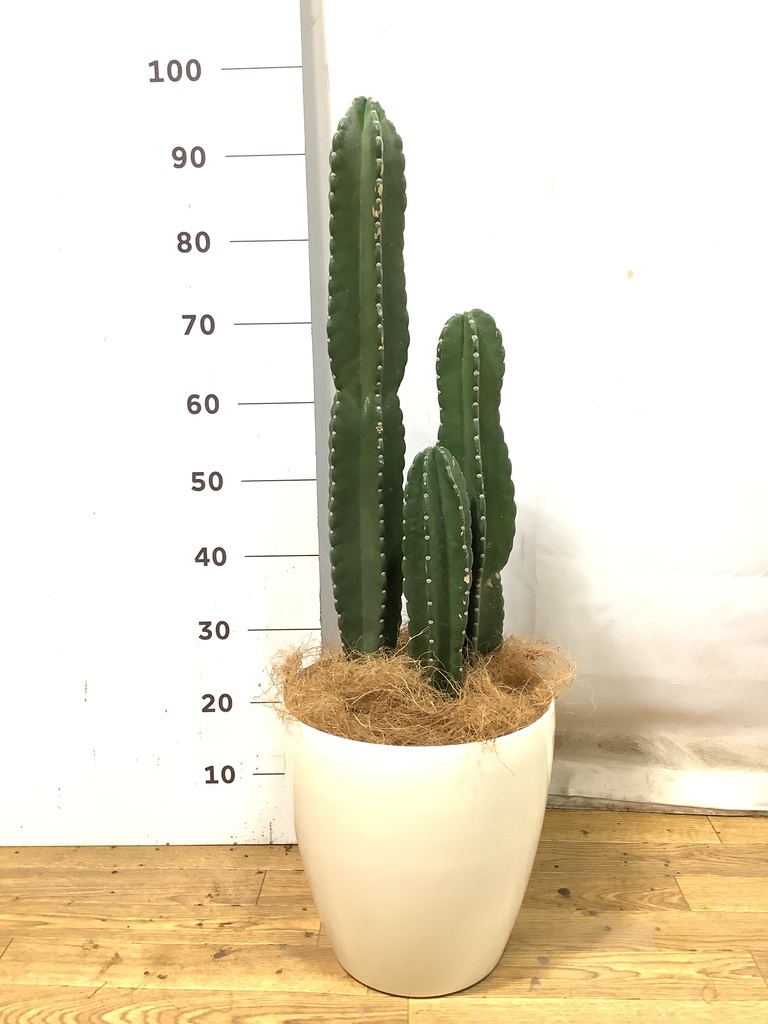 【現品】サボテン　スピラリス　8号　白鉢　（2） pillar-cactus-18_1.jpg?1565333859