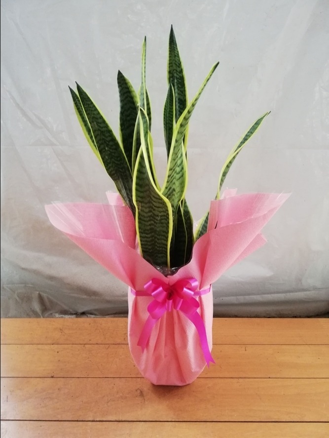 観葉植物 サンスベリア 6号 トラノオ プラスチック鉢 | 観葉植物なら