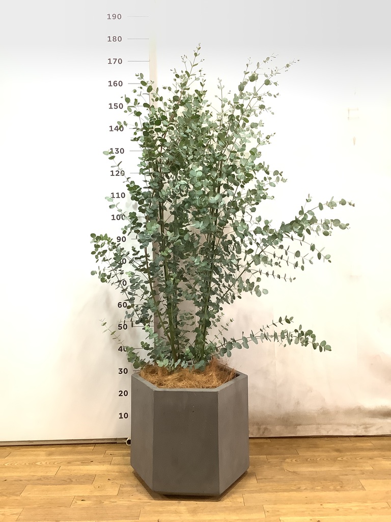 観葉植物 ユーカリ 10号 グニー ブリティッシュキューブ 付き | 観葉