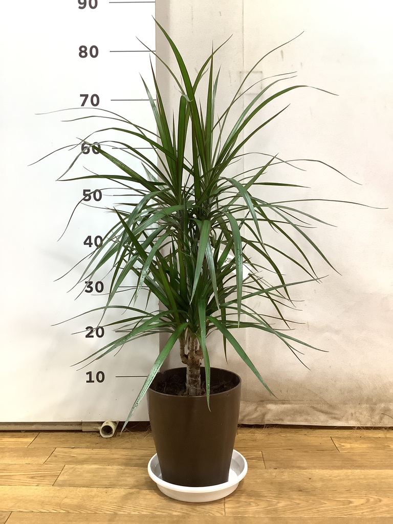 観葉植物 ドラセナ コンシンネ 6号 プラスチック鉢 | 観葉植物なら