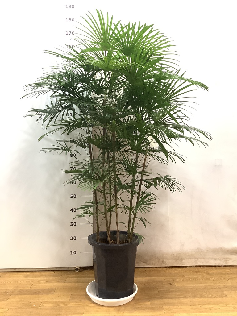 観葉植物 ウンナンシュロチク 10号 プラスチック鉢 | 観葉植物なら