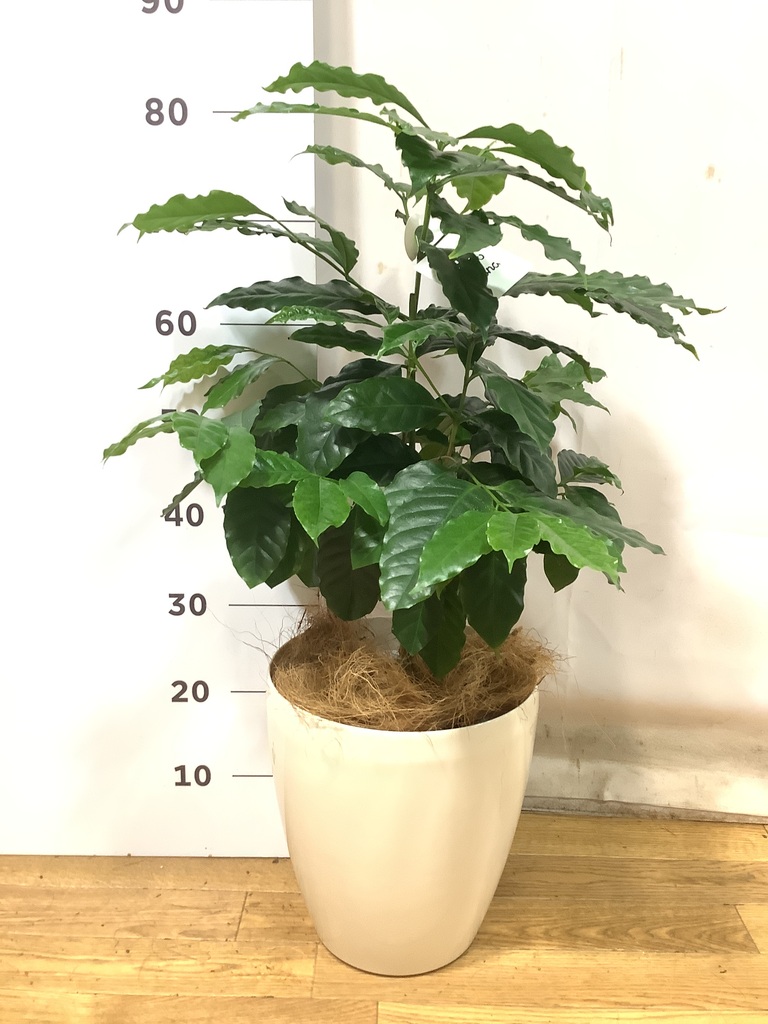 観葉植物 コーヒーの木 7号 ラスターポット white 付き | 観葉植物なら