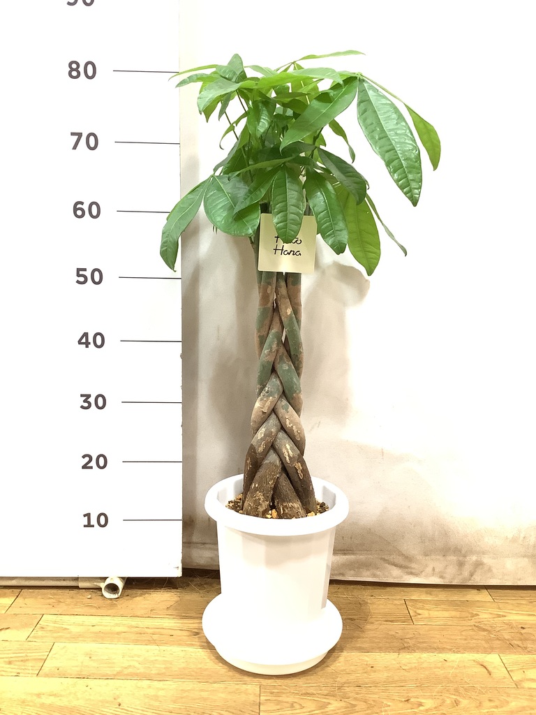 その他観葉植物 user_1242a77b 書籍「決定版 よくわかる観葉植物」 | 観葉植物・お花の通販 AND