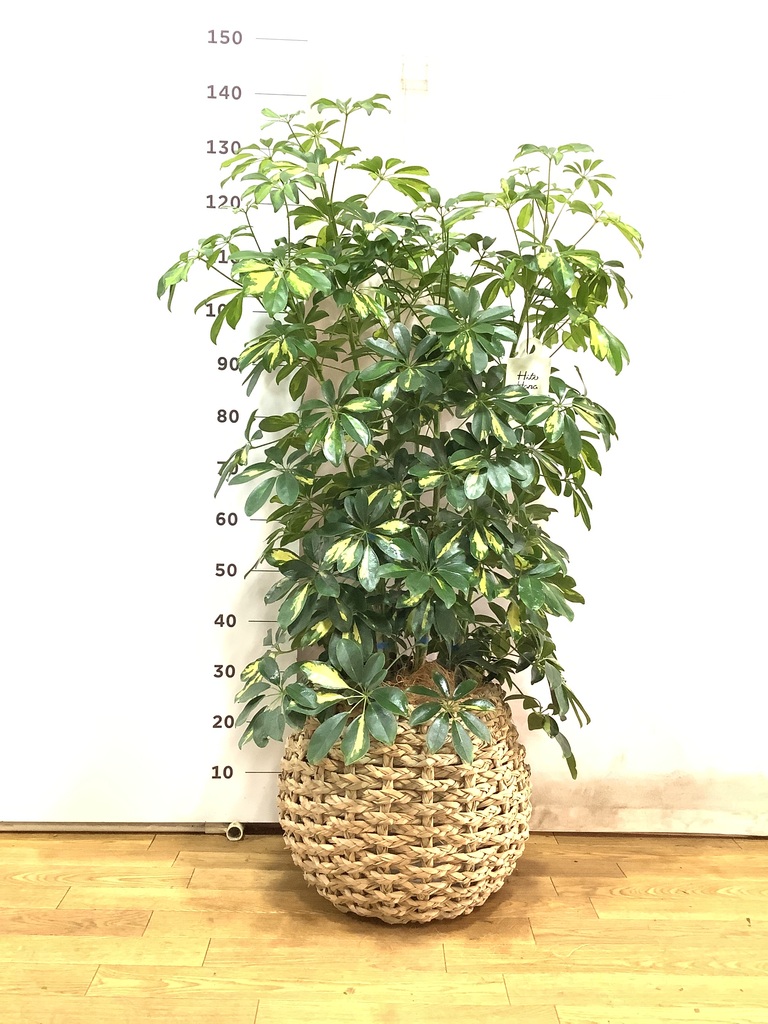 観葉植物 カポック（シェフレラ） 8号 斑入り テラアストラ