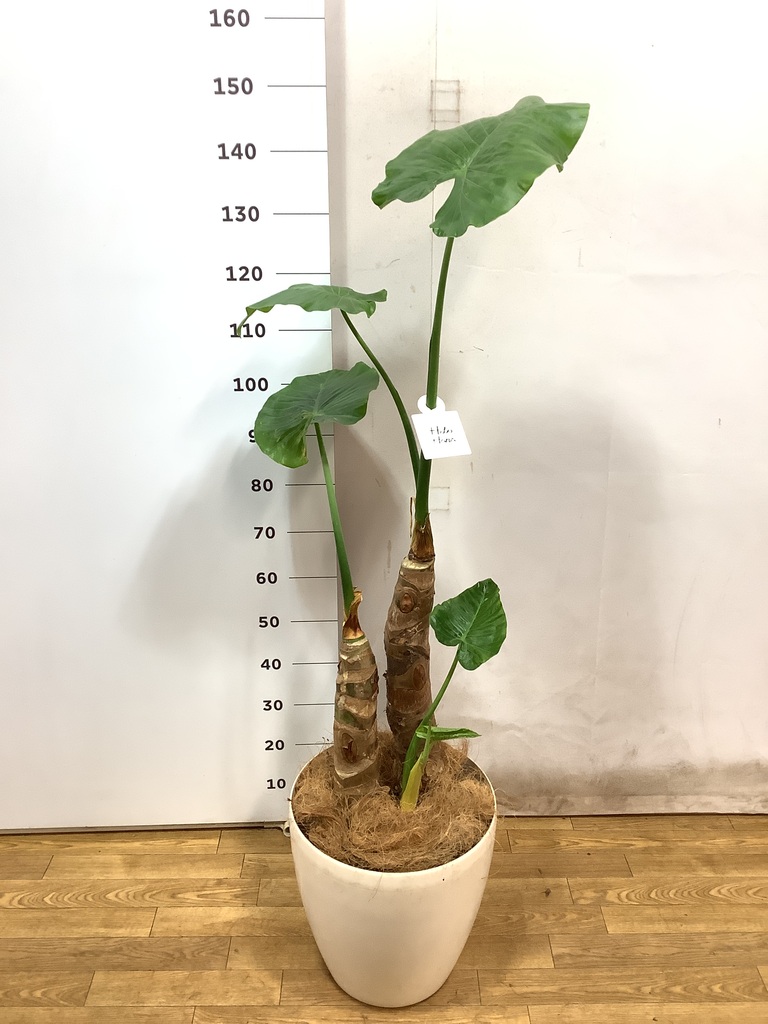 観葉植物 アロカシア 10号 オドラ（クワズイモ） ビアスソリッド