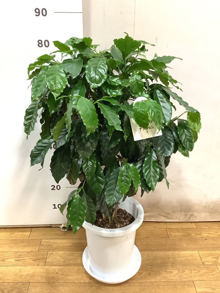 観葉植物 コーヒーの木 8号 プラスチック鉢 | 観葉植物なら