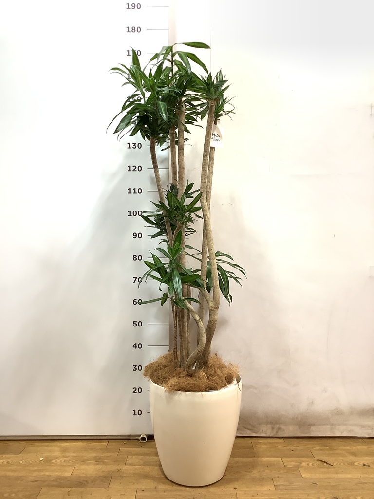 観葉植物 ドラセナ ソング オブ ジャマイカ 10号 ラスターポット 付き