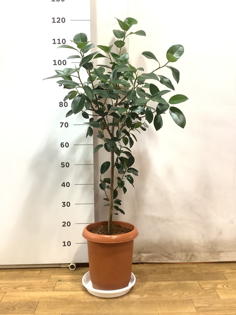 観葉植物 フランスゴムの木 風水 | HitoHana（ひとはな）