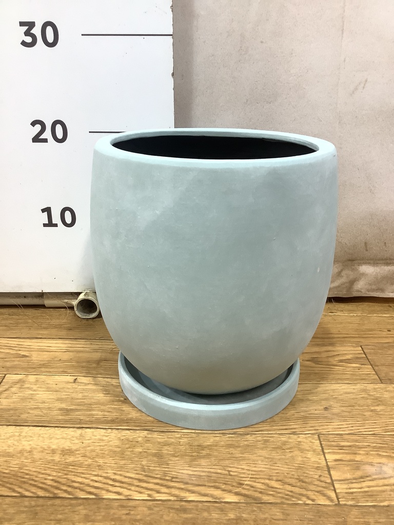 シルバー グレビレア アイバンホー 根付き鉢物大株 高さ1.3m 8号鉢 おすすめ商品 – KUROKO