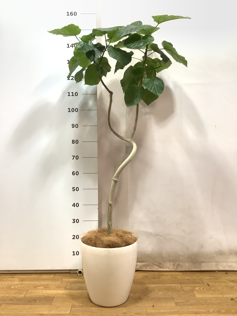 観葉植物 フィカス ウンベラータ 8号 曲り アートストーン ラウンド