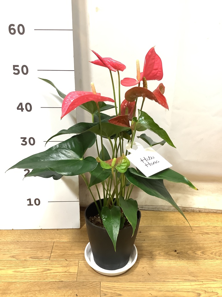 観葉植物 アンスリウム 5号 ピンク プラスチック鉢 | 観葉植物なら