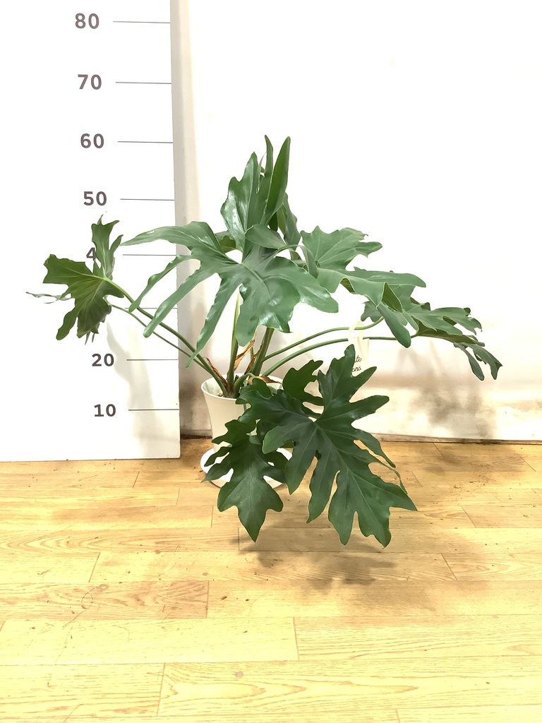 観葉植物 フィロデンドロン 6号 セローム ヒトデカズラ プラスチック鉢