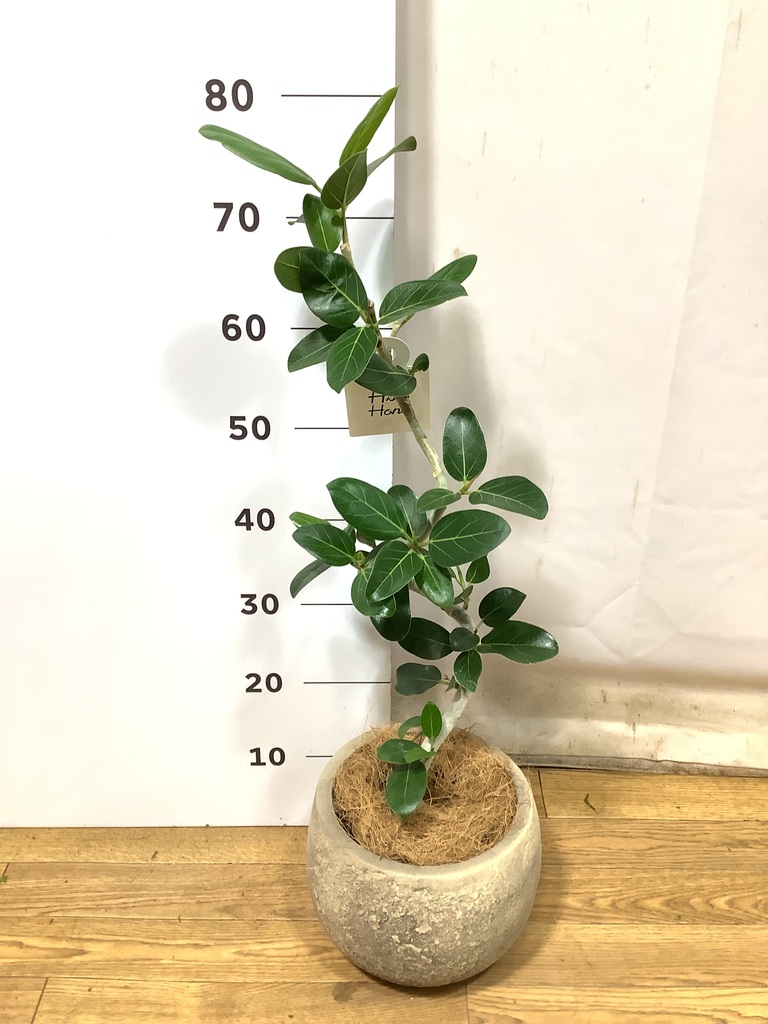 フィカス ベンガレンシス 5号 | 観葉植物通販 HitoHana（ひとはな）